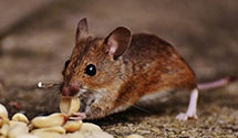24 Hour & Emergency Exterminators in Big Cove Tann, PA